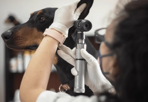 Dog_examination of a Doberman's ear_in clinic_with vet_advice