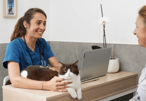 Cat_lying on a desk_clinic_with vet and petowner_advice