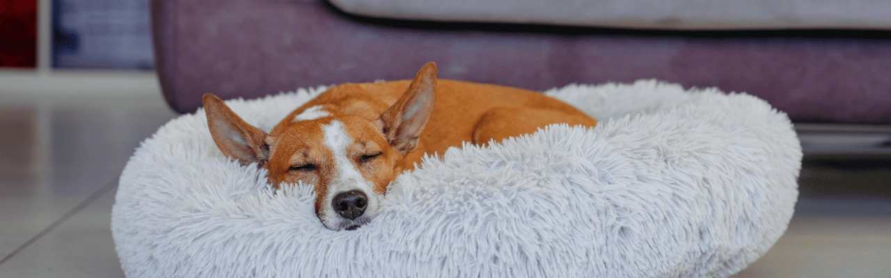 Dog_medium dog sleeping in his bed_indoor_alone_advice