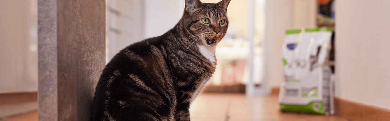 Cat_HPM Neutered_licking its lips_indoor_alone_advice